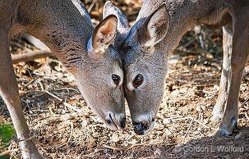 Eye to Eye…77154v2.jpg - Eye to Eye... 77154...Nose to NoseWhite-Tail Deer (Daughter & mother, I think)Photographed in the Sonoran Desert west of Tucson, Arizona, USA.